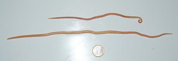Dünyanın tek ölümsüz canlısı bu minik 'canavar' mı?
