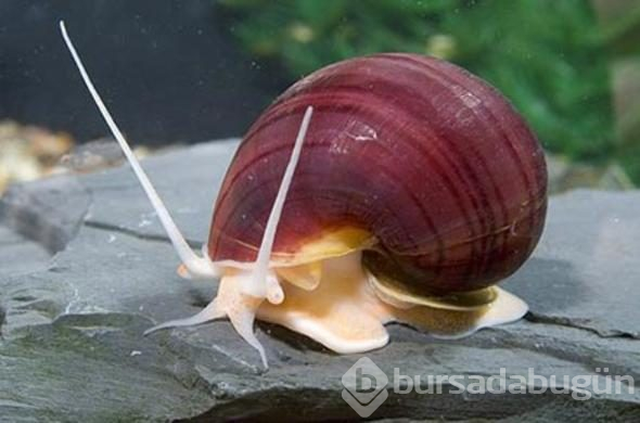 Dünyanın tek ölümsüz canlısı bu minik 'canavar' mı?
