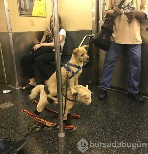 Dünyanın en garip metro yolcuları
