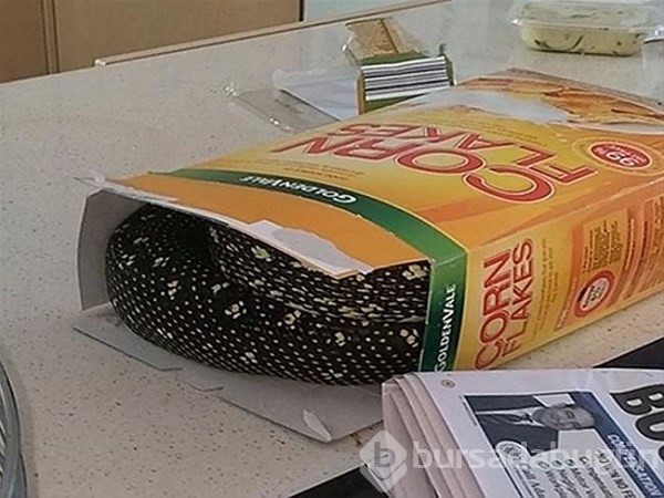 Bu ülkeye gidecekler dikkat! Her an karşınıza çıkabilir...
