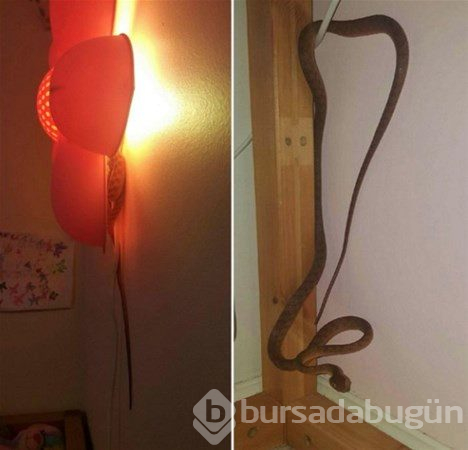 Bu ülkeye gidecekler dikkat! Her an karşınıza çıkabilir...
