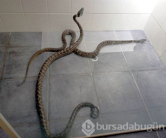 Bu ülkeye gidecekler dikkat! Her an karşınıza çıkabilir...

