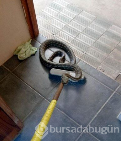 Bu ülkeye gidecekler dikkat! Her an karşınıza çıkabilir...
