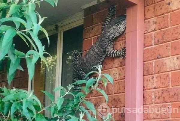 Bu ülkeye gidecekler dikkat! Her an karşınıza çıkabilir...
