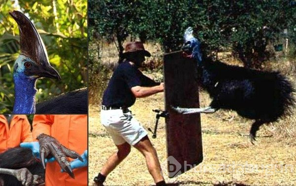Bu ülkeye gidecekler dikkat! Her an karşınıza çıkabilir...
