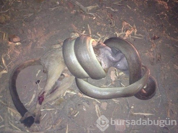 Bu ülkeye gidecekler dikkat! Her an karşınıza çıkabilir...
