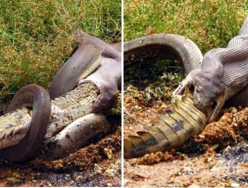 Bu ülkeye gidecekler dikkat! Her an karşınıza çıkabilir...
