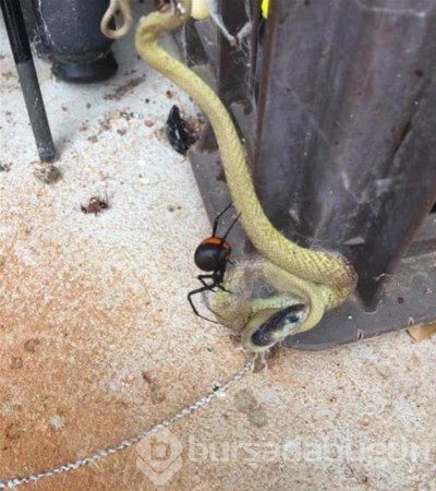 Bu ülkeye gidecekler dikkat! Her an karşınıza çıkabilir...
