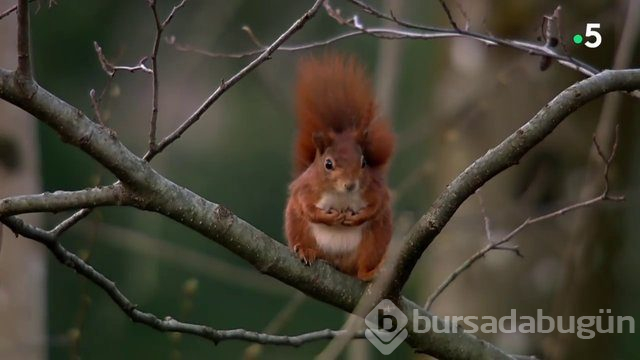 Sincabın doğum anı anbean kayıtta!
