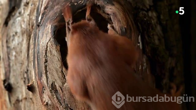 Sincabın doğum anı anbean kayıtta!
