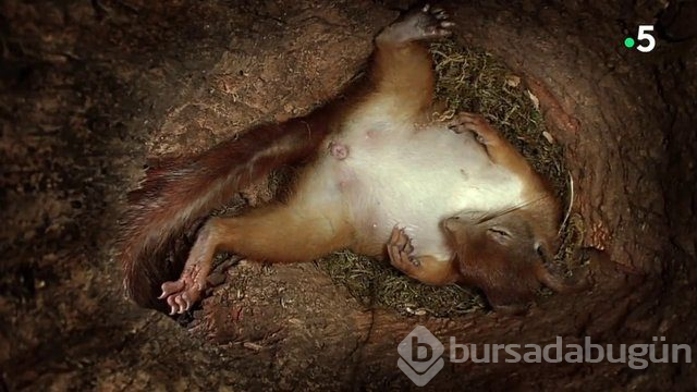Sincabın doğum anı anbean kayıtta!
