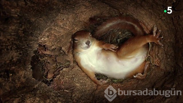 Sincabın doğum anı anbean kayıtta!
