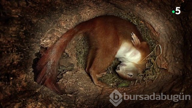 Sincabın doğum anı anbean kayıtta!
