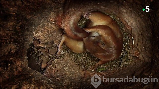 Sincabın doğum anı anbean kayıtta!

