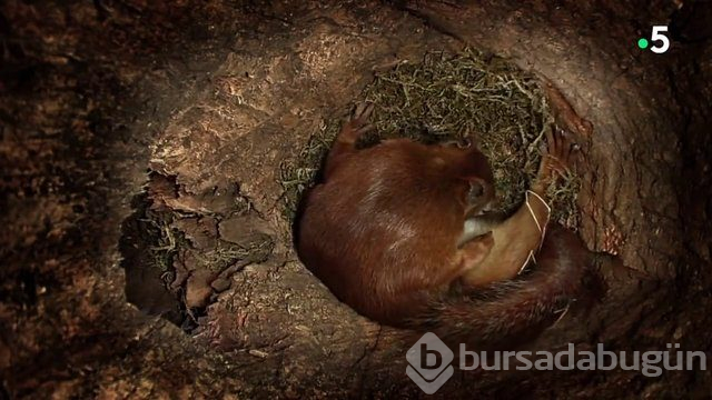 Sincabın doğum anı anbean kayıtta!
