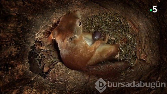 Sincabın doğum anı anbean kayıtta!
