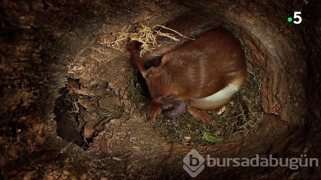 Sincabın doğum anı anbean kayıtta!
