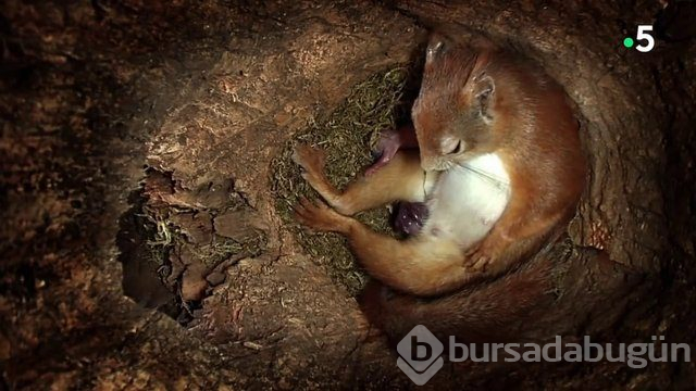 Sincabın doğum anı anbean kayıtta!
