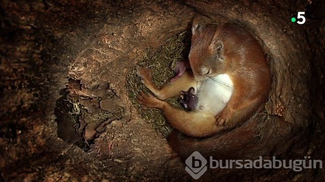 Sincabın doğum anı anbean kayıtta!
