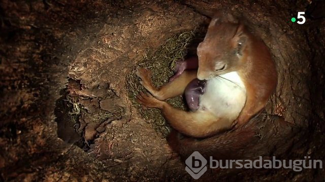Sincabın doğum anı anbean kayıtta!

