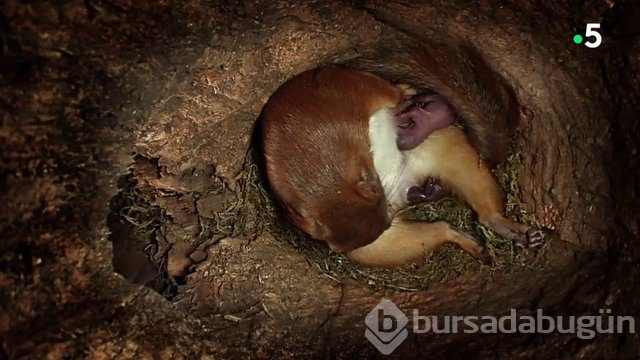 Sincabın doğum anı anbean kayıtta!
