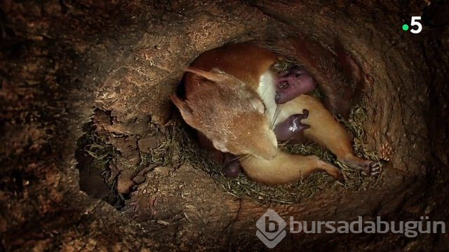 Sincabın doğum anı anbean kayıtta!
