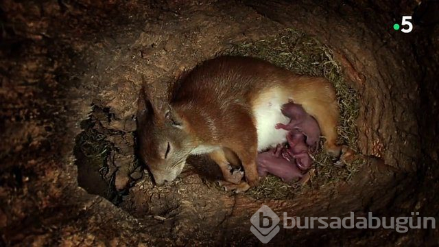 Sincabın doğum anı anbean kayıtta!
