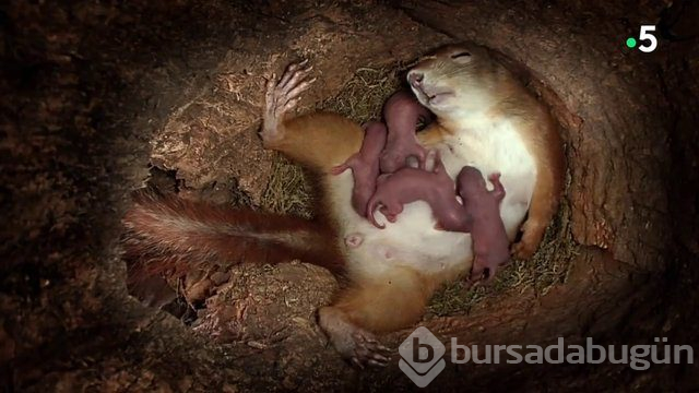 Sincabın doğum anı anbean kayıtta!
