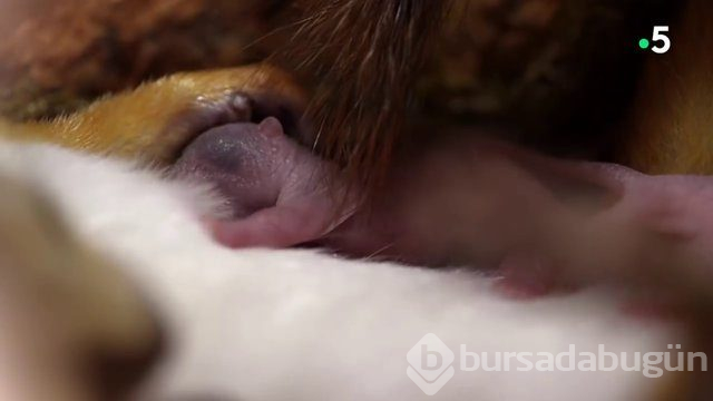 Sincabın doğum anı anbean kayıtta!
