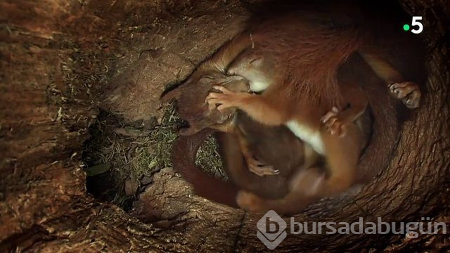 Sincabın doğum anı anbean kayıtta!
