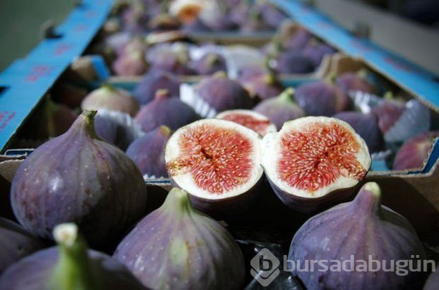 Kanserden koruyan besinler nelerdir?
