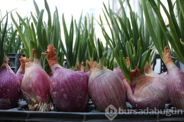 Kanserden koruyan besinler nelerdir?
