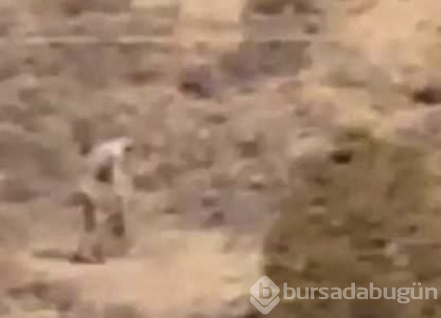 Bilim dünyasını şaşırtan gizemli yaratıkların sırrı ne?
