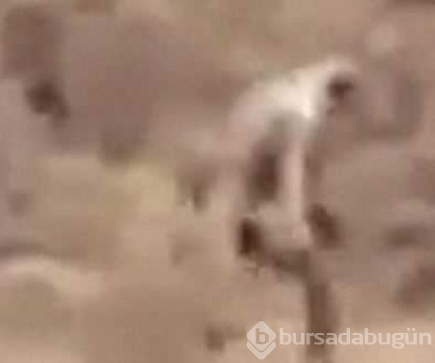 Bilim dünyasını şaşırtan gizemli yaratıkların sırrı ne?
