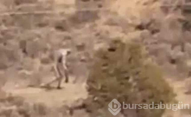 Bilim dünyasını şaşırtan gizemli yaratıkların sırrı ne?
