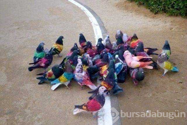Günün en çok paylaşılan fotoğrafları
