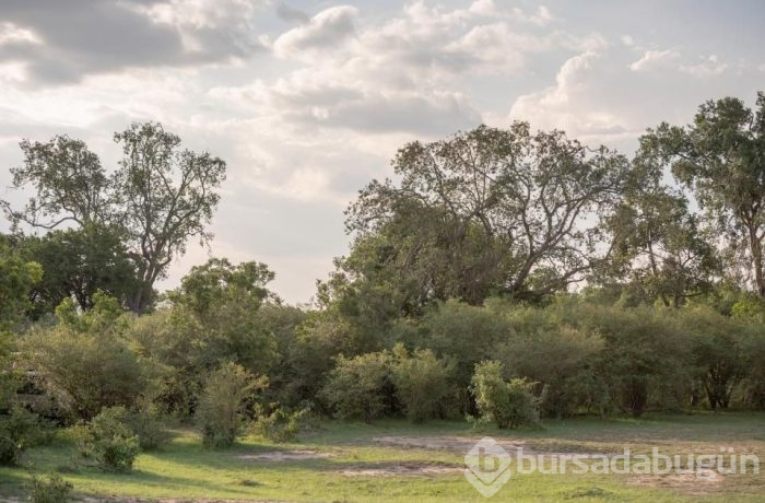 Fotoğrafta gizlenen leoparın nerede olduğunu fark ettiniz mi? (Dikkat testi)
