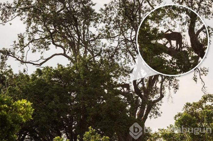 Fotoğrafta gizlenen leoparın nerede olduğunu fark ettiniz mi? (Dikkat testi)