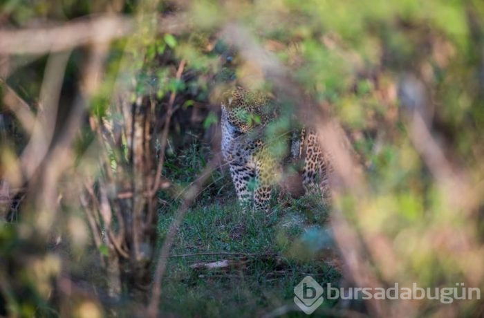 Fotoğrafta gizlenen leoparın nerede olduğunu fark ettiniz mi? (Dikkat testi)