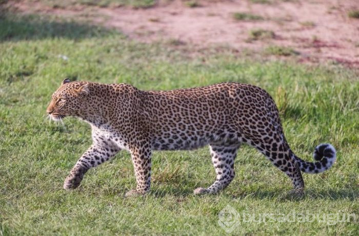 Fotoğrafta gizlenen leoparın nerede olduğunu fark ettiniz mi? (Dikkat testi)