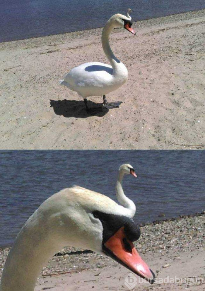 Günün en çok paylaşılan fotoğrafları
