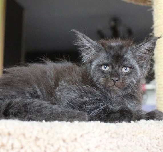 Görenler hayrete düşüyor! İşte insan yüzlü kedi
