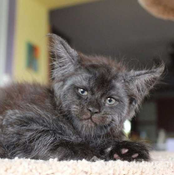 Görenler hayrete düşüyor! İşte insan yüzlü kedi
