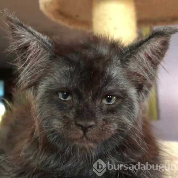 Görenler hayrete düşüyor! İşte insan yüzlü kedi
