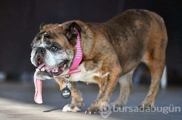 Dünyanın en çirkin köpeği Zsa Zsa öldü
