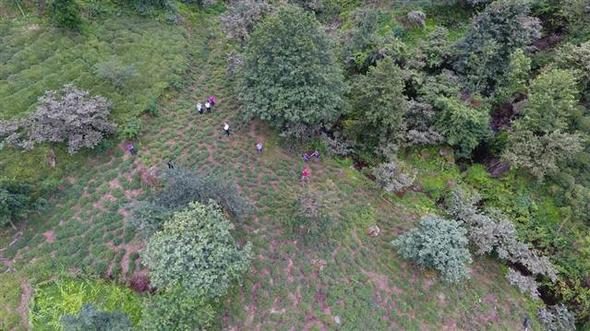 Rize ile Artvin illeri arasındaki plaj, sınır anlaşmazlığına yol açtı
