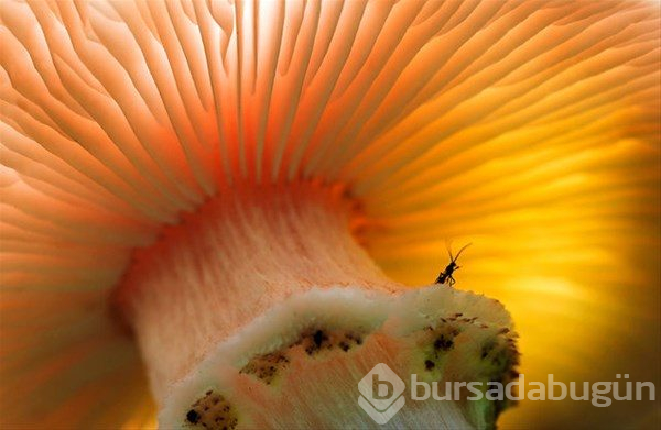 En iyi doğa fotoğrafları
