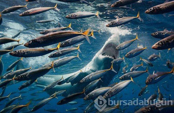 En iyi doğa fotoğrafları
