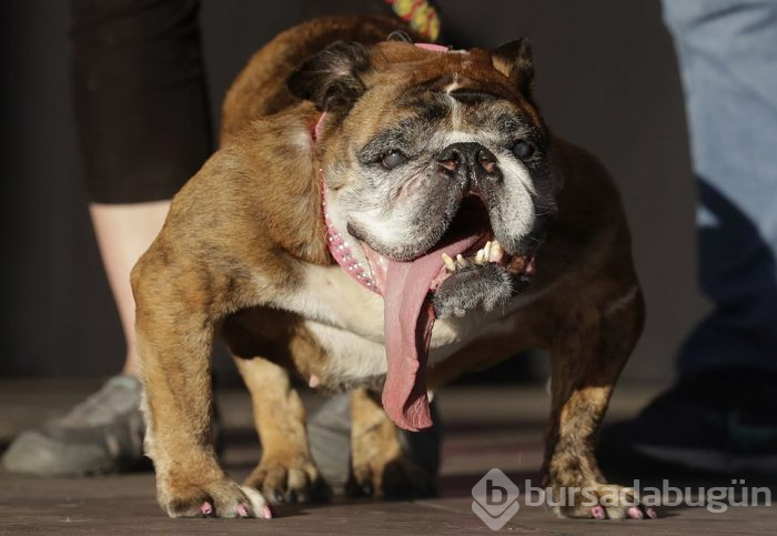 Dünyanın en çirkin köpeği Zsa Zsa öldü