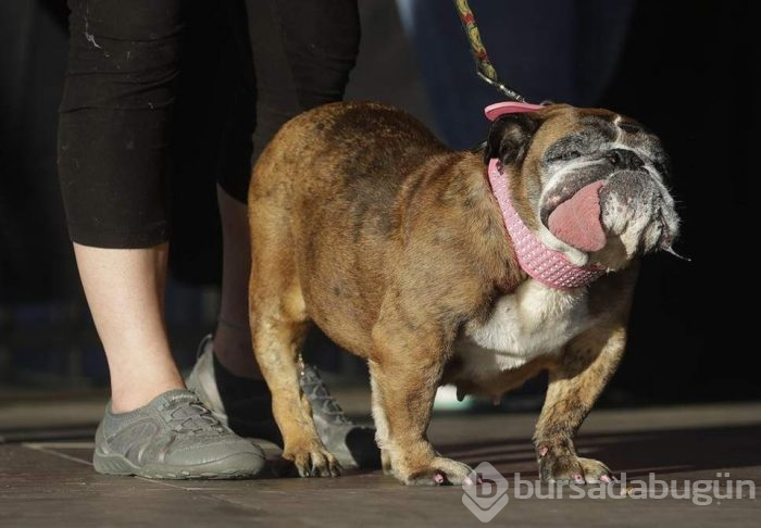 Dünyanın en çirkin köpeği Zsa Zsa öldü